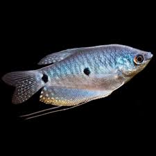 Three-Spot Gourami