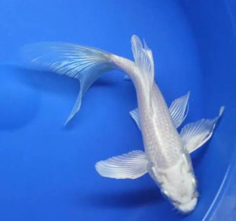 Koi Butterfly 8"-10"