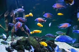 Mixed Malawi Cichlids SM