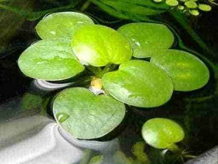 Amazon Frogbit
