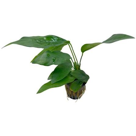 Anubias Nancon Xl
