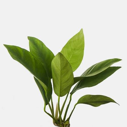 Anubias Nangi Xl