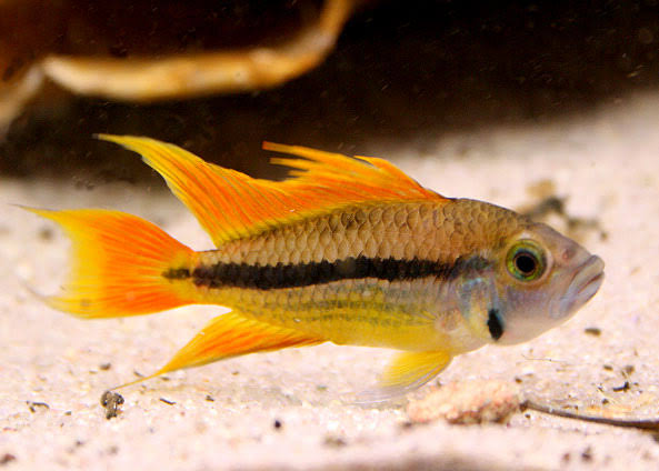 Apisto Cacuatoides Orange Flash