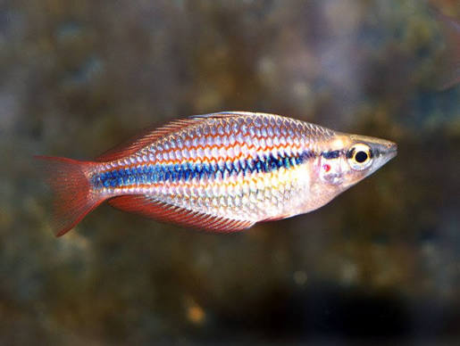 Australian Rainbowfish