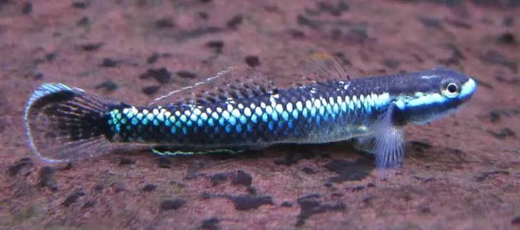 Blue Neon Stiphodon Goby