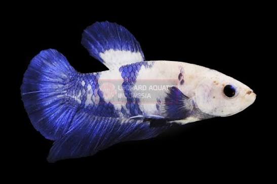 Betta Female Blue Panda