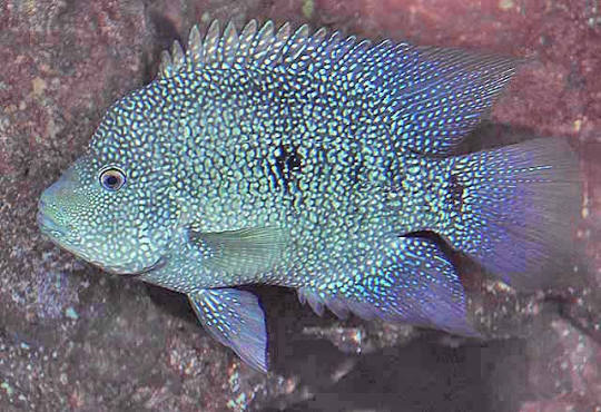 Texas Blue Cichlid