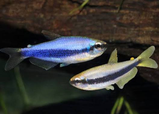 Blue Emperor Tetra