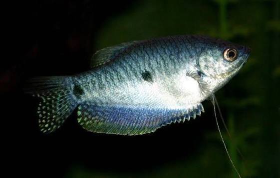 Blue Gourami
