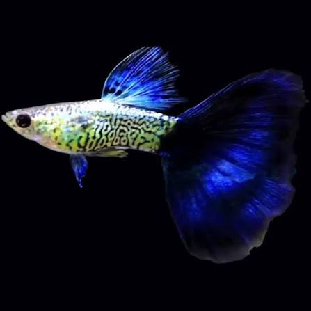 Guppy Blue Snakeskin M