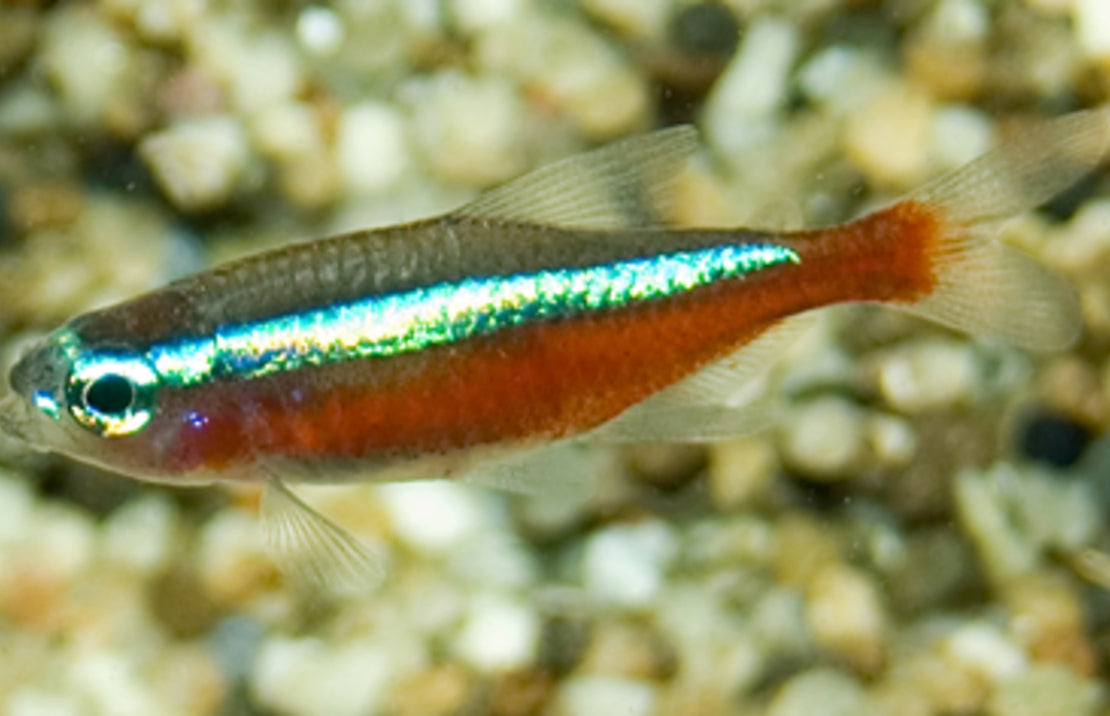 Cardinal Tetra