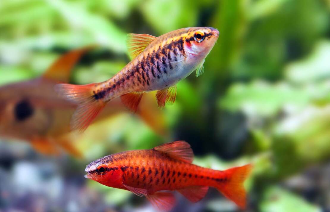 Cherry Barb