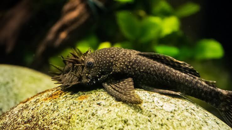 BN Pleco Common
