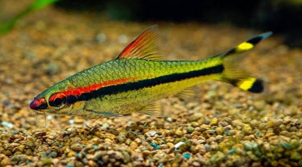 Denison Barb