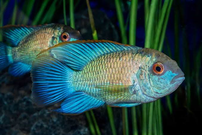 Acara Electric Blue