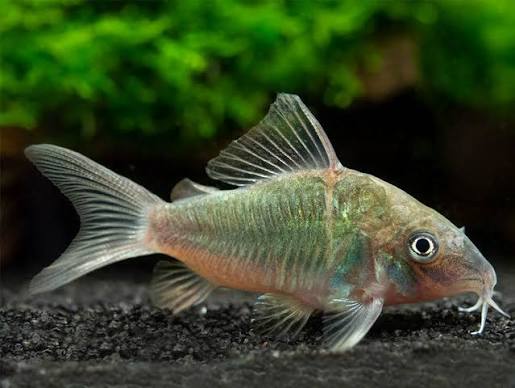 Cory Emerald Green