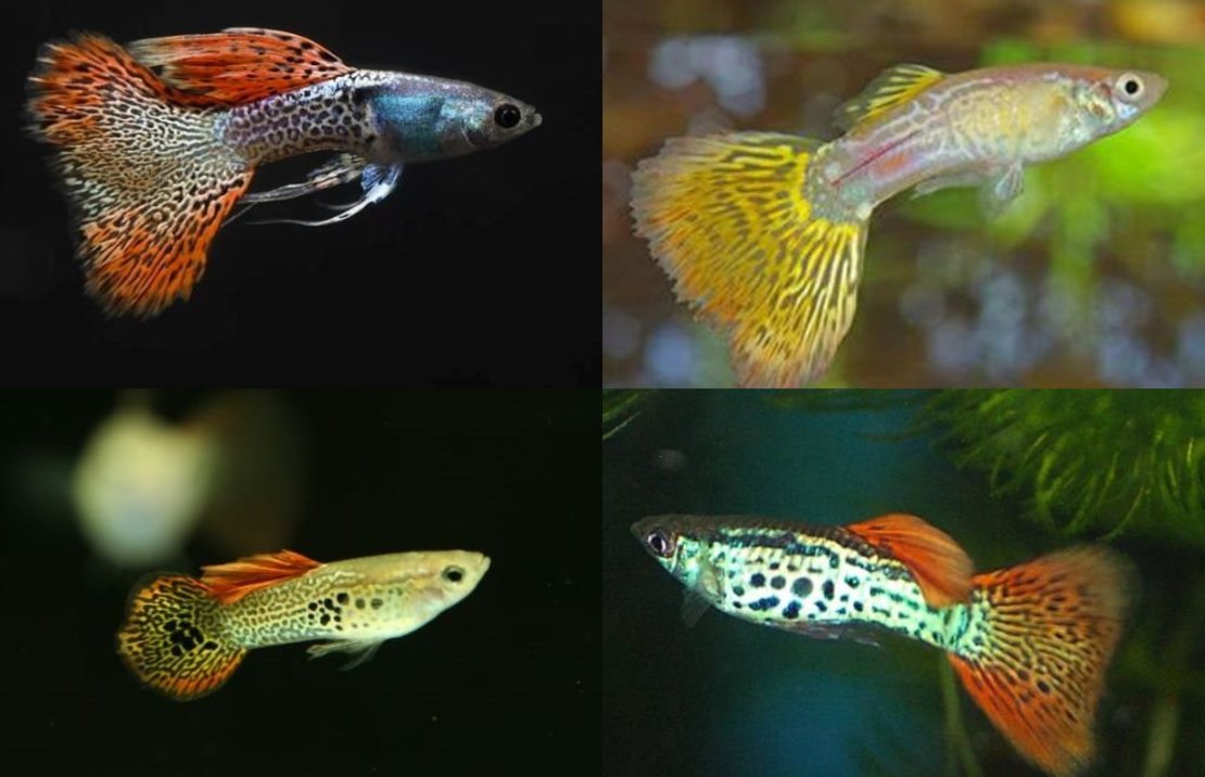 Feeder Guppy