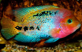 Firehead Cichlid