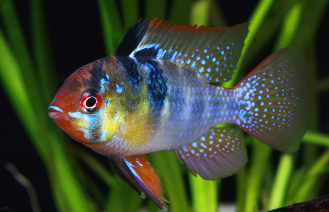 German Blue Ram
