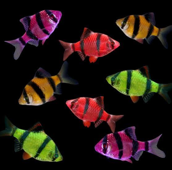 Glofish Barb