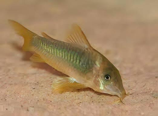 Cory Gold/Green