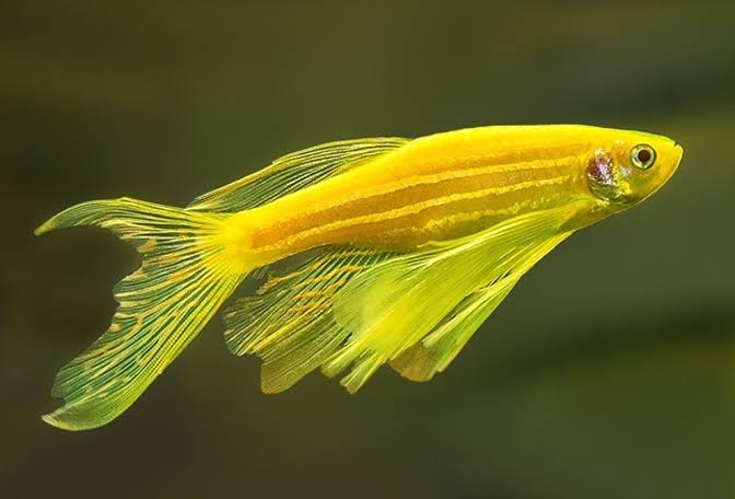 Danio Zebra Longfin Gold