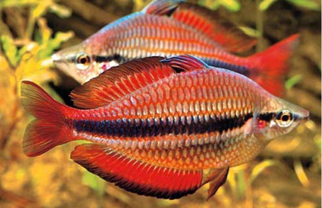 Goyder River Rainbow
