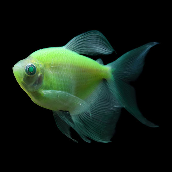 Green Longfin Glow Tetra