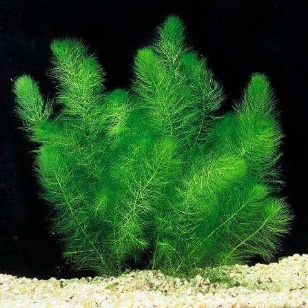 Myrio Green