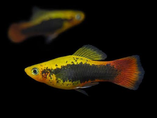 Platy Hawaiian