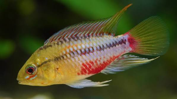 Apisto Hongsloi