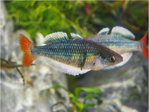 Kali Tawa Rainbowfish