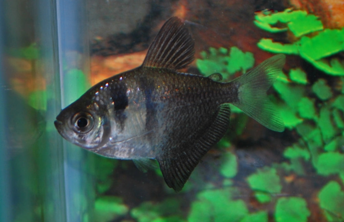 Longfin Black Tetra