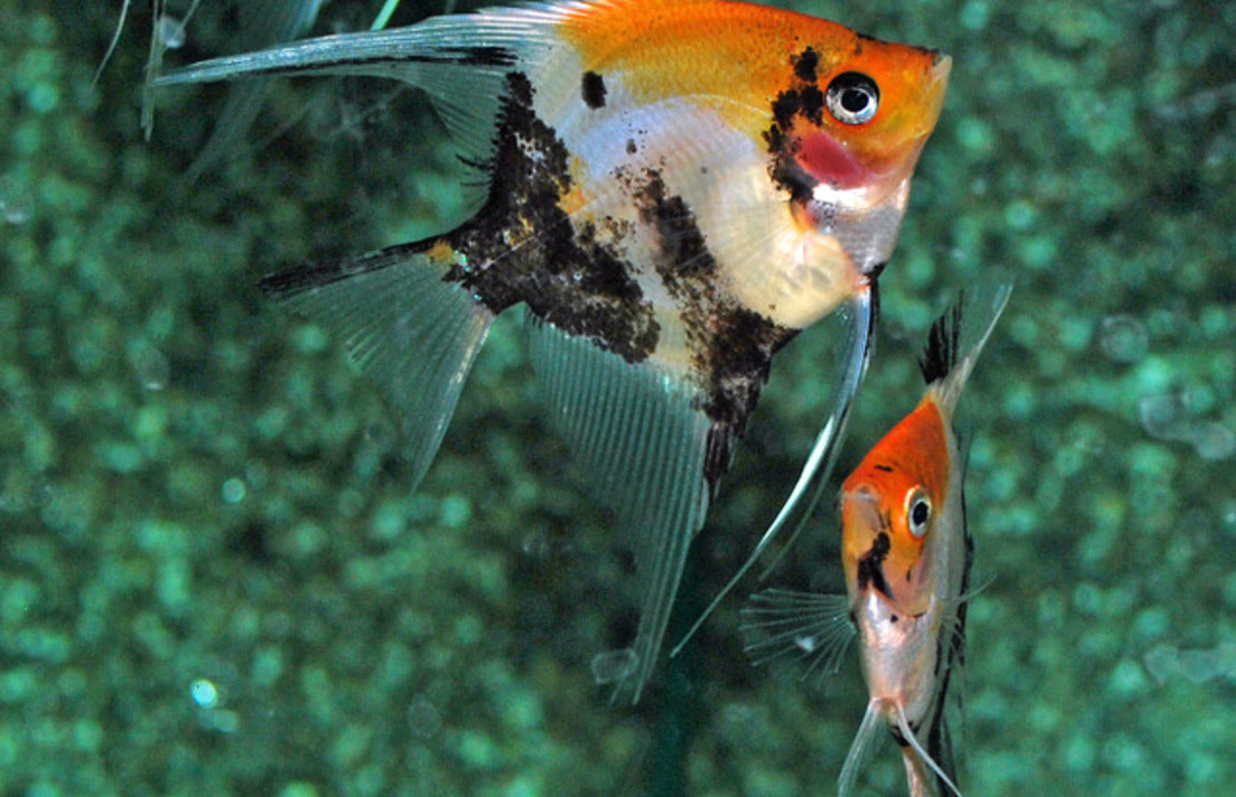 Mixed Angelfish (M)