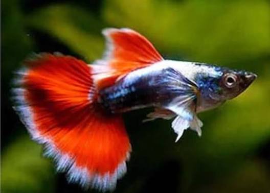 Guppy Santa M