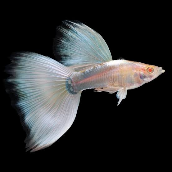 Guppy Miracle Platinum M
