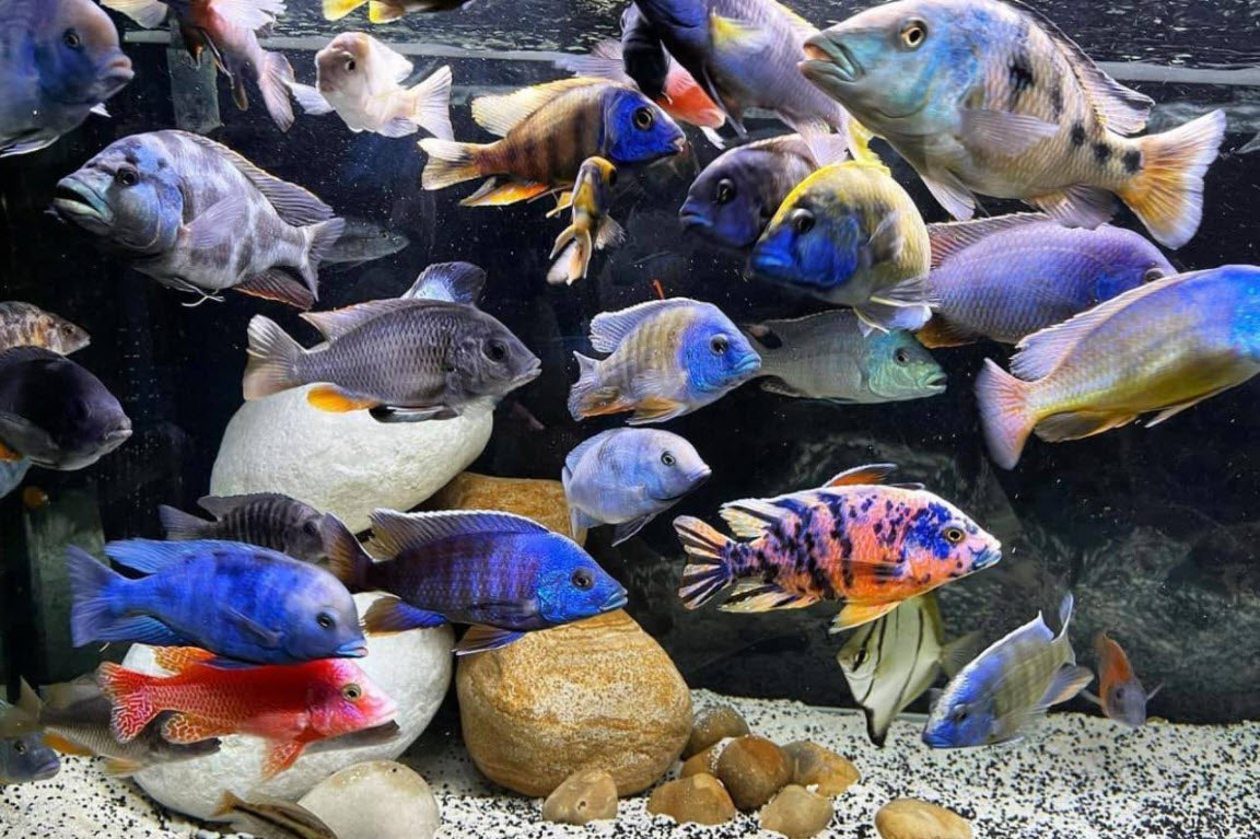 African Cichlids L Mixed