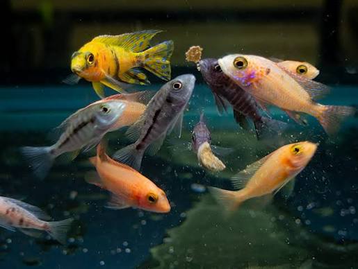 African Cichlids S Mixed