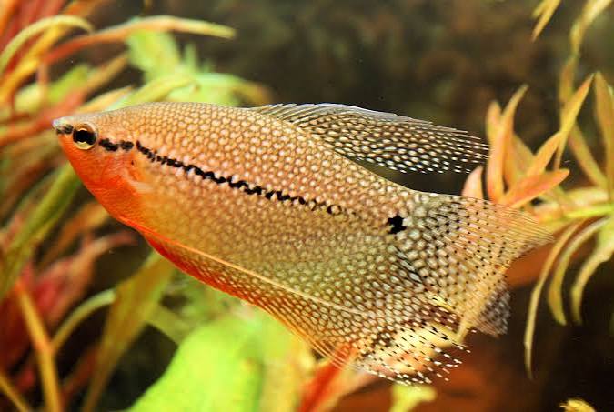 Pearl Gourami