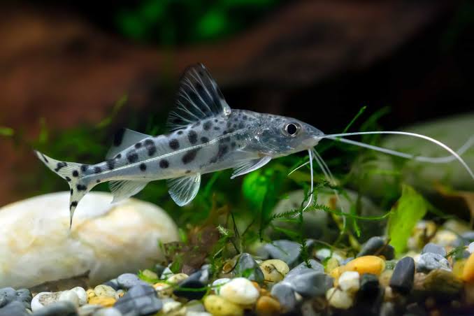 Catfish Pictus