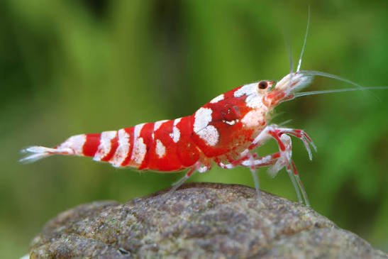 Red Taiwan