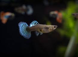 Guppy Dumbo Ear Red Mosaic F