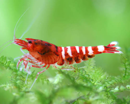 Red Pinto
