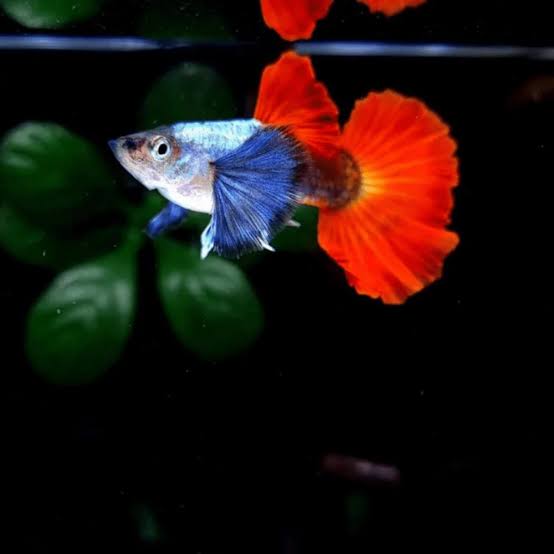 Guppy Red Platinum M