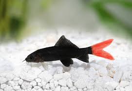 Redtail Shark