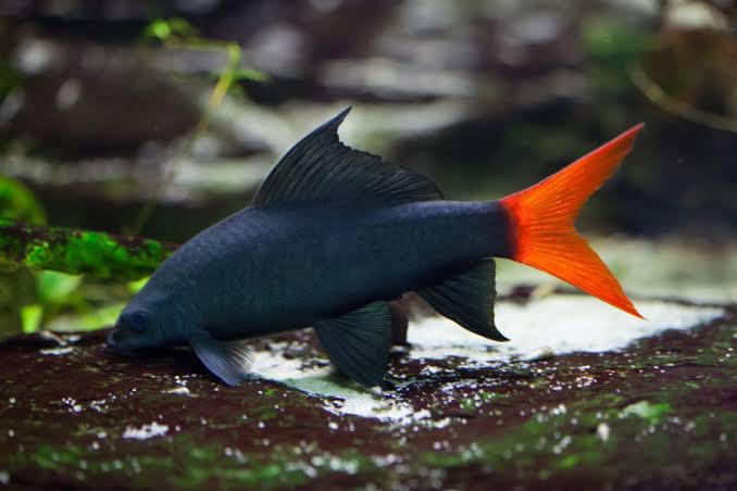 Redtail Shark