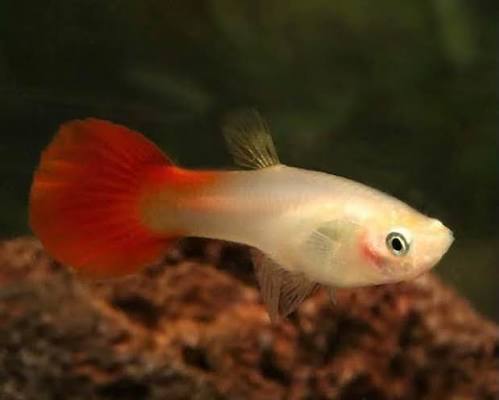 Guppy Santa F