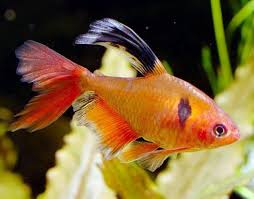 Serpae Tetra
