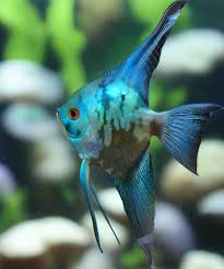 Smokey Blue Angelfish