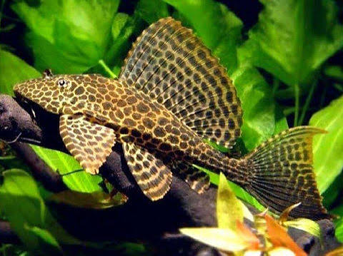 Spotted Sailfin Pleco